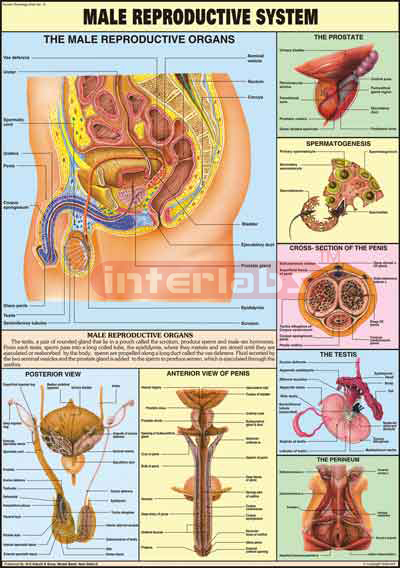 Reproductive (Male)